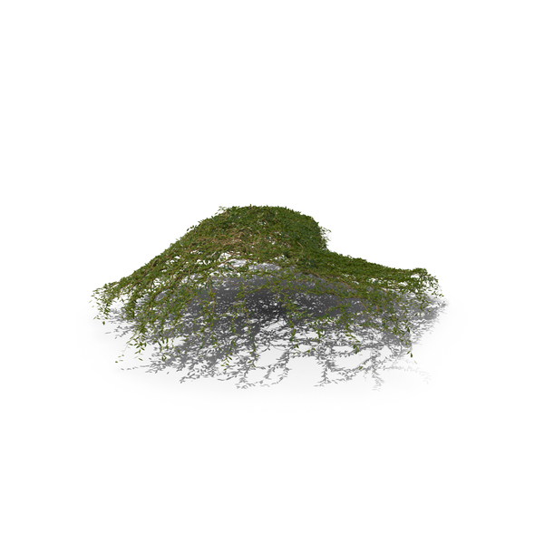 Ivy PNG & PSD Images