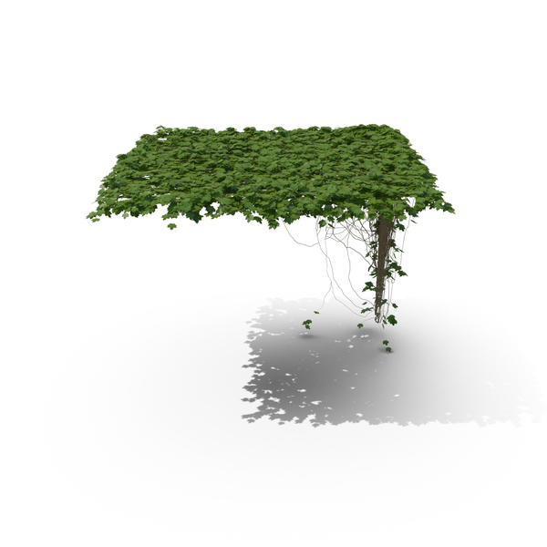 Ivy PNG & PSD Images Ivy PNG & PSD Images
