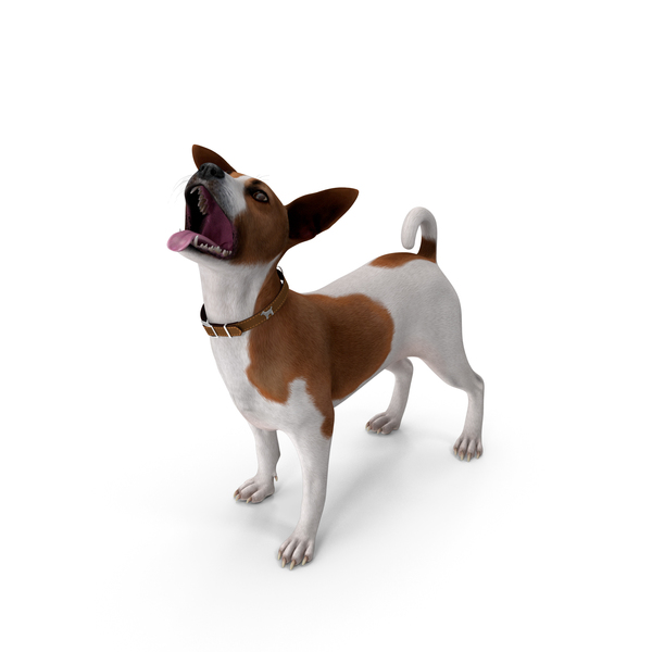 Jack Russell Terrier Spotted Waiting Pose PNG & PSD Images Jack Russell Terrier Spotted Waiting Pose PNG & PSD Images