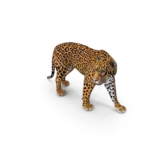 Leopard: Jaguar Walking Pose PNG & PSD Images Leopard: Jaguar Walking Pose PNG & PSD Images