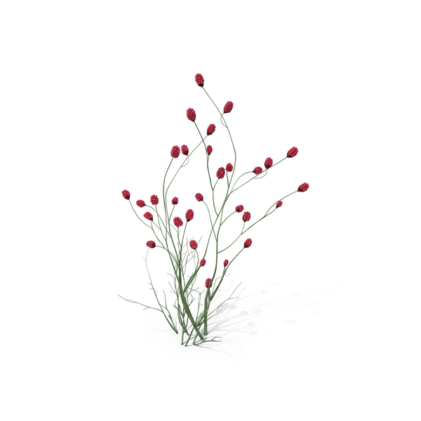 Flowering Plants: Japanese Burnet PNG & PSD Images Flowering Plants: Japanese Burnet PNG & PSD Images