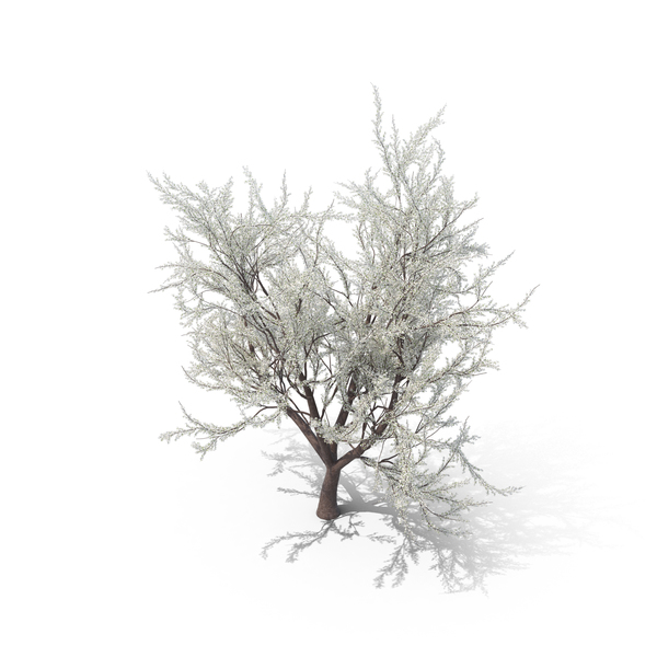 Japanese Cherry Tree PNG & PSD Images Japanese Cherry Tree PNG & PSD Images