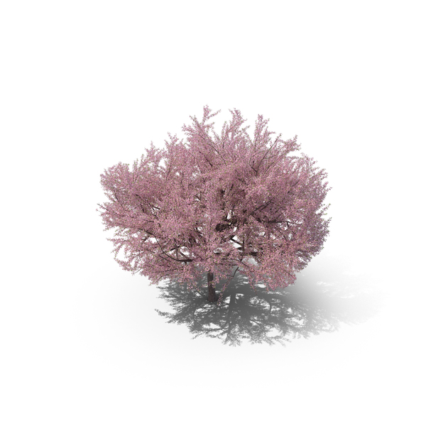 Japanese Cherry Tree PNG & PSD Images Japanese Cherry Tree PNG & PSD Images