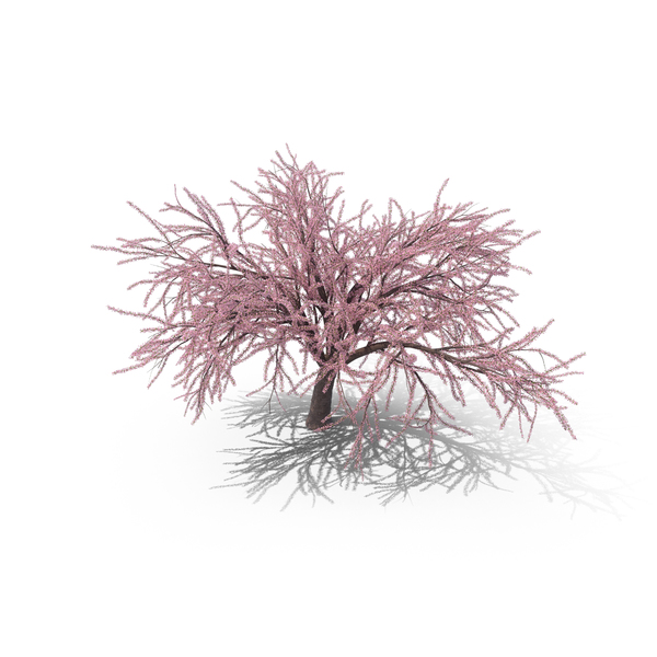 Japanese Cherry Tree PNG & PSD Images Japanese Cherry Tree PNG & PSD Images