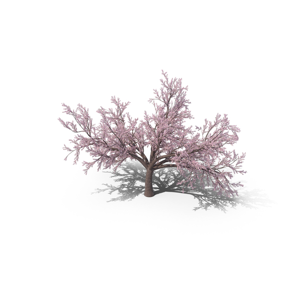 Japanese Cherry Tree PNG & PSD Images Japanese Cherry Tree PNG & PSD Images