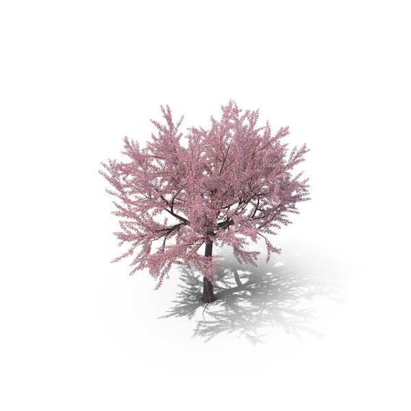 Japanese Cherry Tree PNG & PSD Images Japanese Cherry Tree PNG & PSD Images