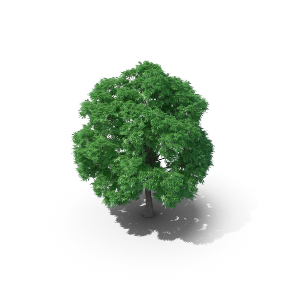 Japanese Chestnut Tree PNG & PSD Images Japanese Chestnut Tree PNG & PSD Images