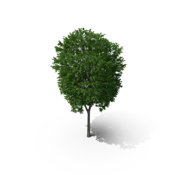 Japanese Maple Tree PNG & PSD Images