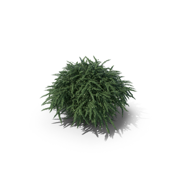 Jasmine Bush PNG Images & PSDs for Download | PixelSquid - S111529533