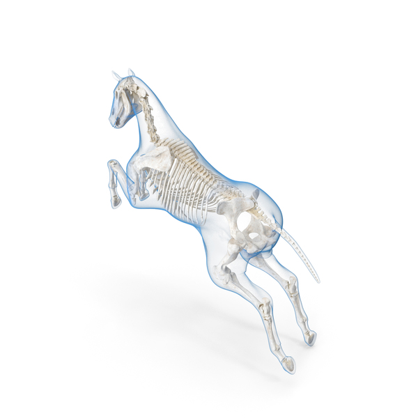 Jumping Horse Envelope with Skeleton PNG & PSD Images Jumping Horse Envelope with Skeleton PNG & PSD Images