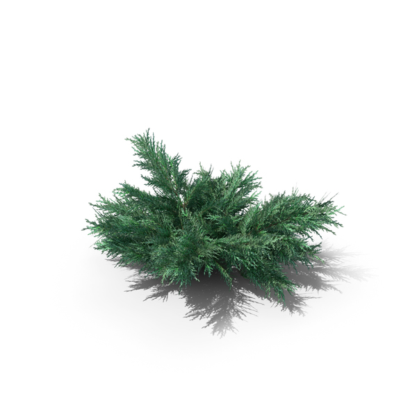 Tree: Juniper Virginia Grey Owl PNG & PSD Images Tree: Juniper Virginia Grey Owl PNG & PSD Images