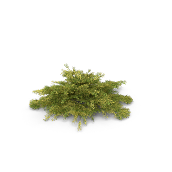 Bush: Juniperus Pfitzeriana Aurea Juniper PNG & PSD Images Bush: Juniperus Pfitzeriana Aurea Juniper PNG & PSD Images