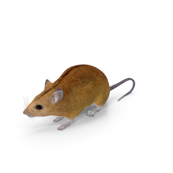 Kakadu Pebble mound Mouse Idle Pose PNG & PSD Images Kakadu Pebble mound Mouse Idle Pose PNG & PSD Images