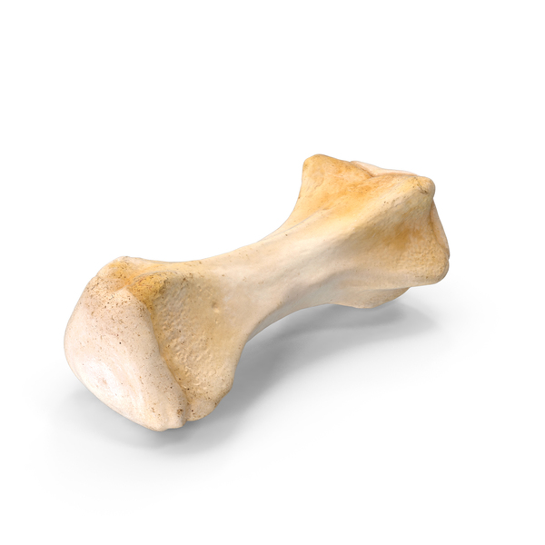 Anatomy: Kangaroo Red Necked Wallaby Caudal Vertebrae Cd10 PNG & PSD Images Anatomy: Kangaroo Red Necked Wallaby Caudal Vertebrae Cd10 PNG & PSD Images