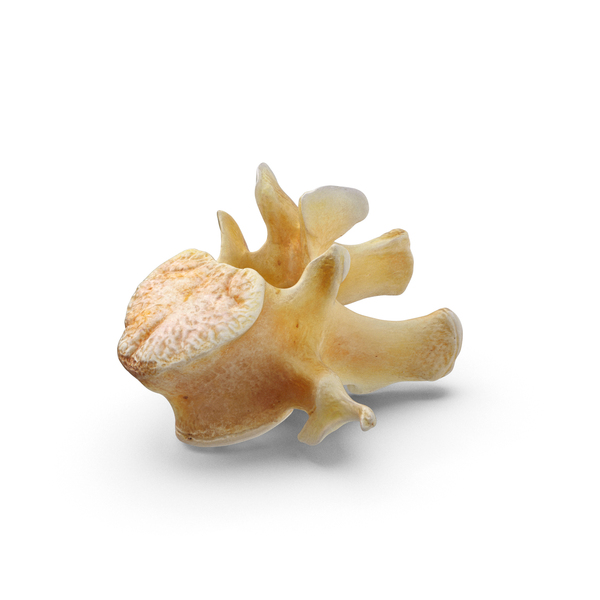 Spine: Kangaroo Red Necked Wallaby Lumber Vertebrae L1 PNG & PSD Images Spine: Kangaroo Red Necked Wallaby Lumber Vertebrae L1 PNG & PSD Images