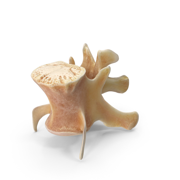 Spine: Kangaroo Red Necked Wallaby Lumber Vertebrae L3 PNG & PSD Images