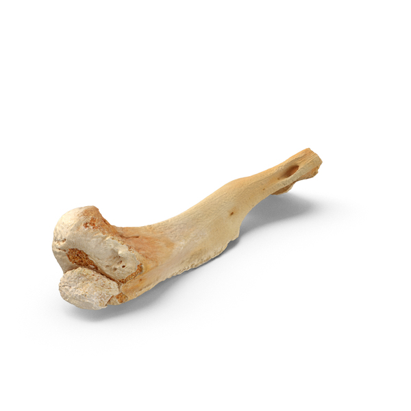 Animal Skeleton: Kangaroo Red Necked Wallaby Macropus Rufogriseus Humerus PNG & PSD Images Animal Skeleton: Kangaroo Red Necked Wallaby Macropus Rufogriseus Humerus PNG & PSD Images