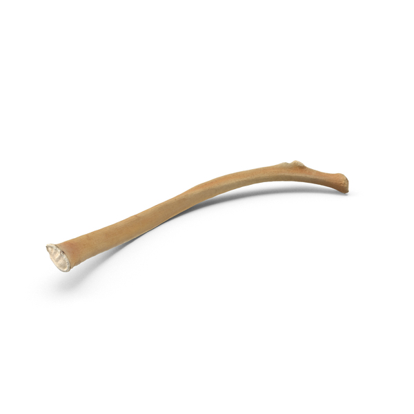 Animal Skeleton: Kangaroo Red Necked Wallaby Macropus Rufogriseus Rib T11 PNG & PSD Images Animal Skeleton: Kangaroo Red Necked Wallaby Macropus Rufogriseus Rib T11 PNG & PSD Images