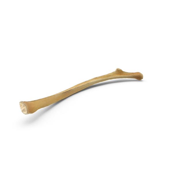 Animal Skeleton: Kangaroo Red Necked Wallaby Macropus Rufogriseus Rib T12 PNG & PSD Images Animal Skeleton: Kangaroo Red Necked Wallaby Macropus Rufogriseus Rib T12 PNG & PSD Images