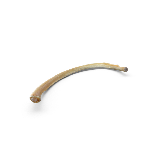 Animal Skeleton: Kangaroo Red Necked Wallaby Macropus Rufogriseus Rib T4 PNG & PSD Images Animal Skeleton: Kangaroo Red Necked Wallaby Macropus Rufogriseus Rib T4 PNG & PSD Images