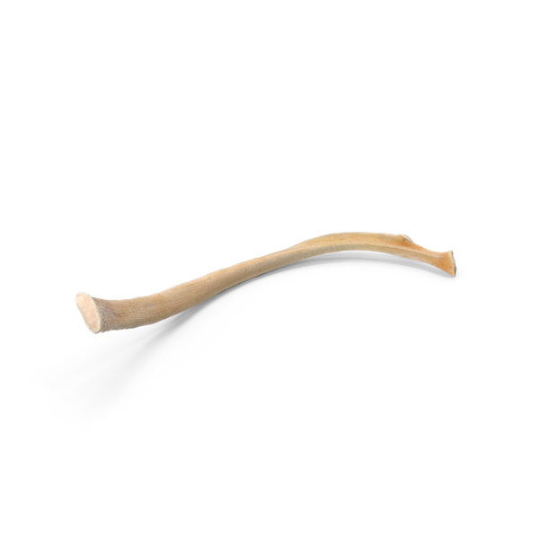 Animal Skeleton: Kangaroo Red Necked Wallaby Macropus Rufogriseus Rib T6 PNG & PSD Images Animal Skeleton: Kangaroo Red Necked Wallaby Macropus Rufogriseus Rib T6 PNG & PSD Images