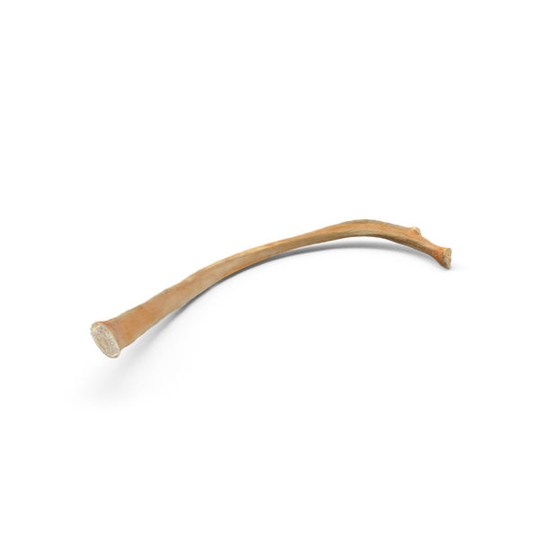Animal Skeleton: Kangaroo Red Necked Wallaby Macropus Rufogriseus Rib T8 PNG & PSD Images Animal Skeleton: Kangaroo Red Necked Wallaby Macropus Rufogriseus Rib T8 PNG & PSD Images
