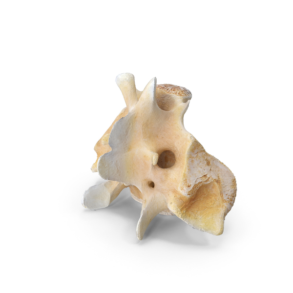 Anatomy: Kangaroo Red Necked Wallaby Sacrum PNG & PSD Images Anatomy: Kangaroo Red Necked Wallaby Sacrum PNG & PSD Images