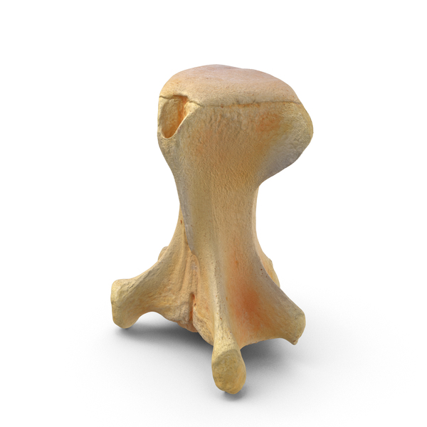 Animal Skeleton: Kangaroo Wallaby Notamacropus Caudal Vertebrae Cd2 PNG & PSD Images Animal Skeleton: Kangaroo Wallaby Notamacropus Caudal Vertebrae Cd2 PNG & PSD Images