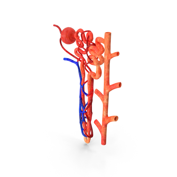 Kidney Nephron Structure PNG & PSD Images