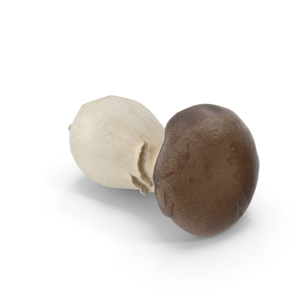 Edible: King Oyster Mushroom PNG & PSD Images Edible: King Oyster Mushroom PNG & PSD Images