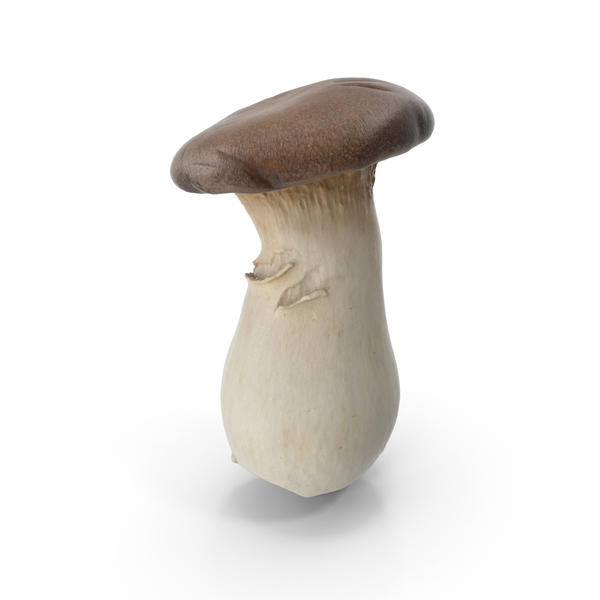 Edible: King Oyster Mushroom PNG & PSD Images Edible: King Oyster Mushroom PNG & PSD Images