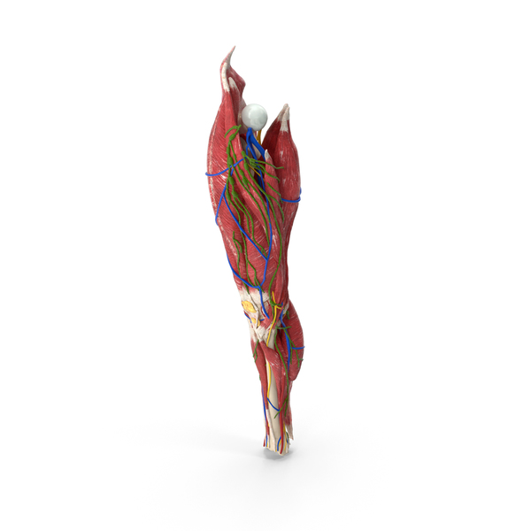 Bone: Knee Muscles and Bones PNG & PSD Images Bone: Knee Muscles and Bones PNG & PSD Images