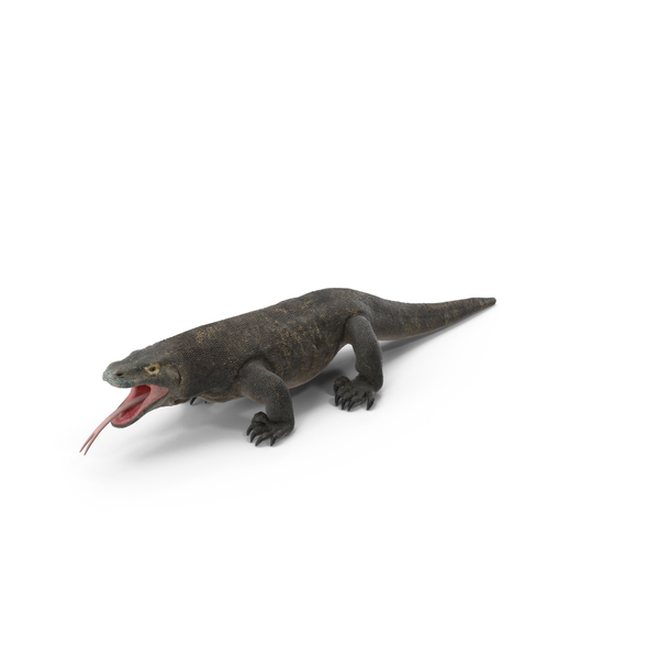 Komodo Dragon Neutral Pose PNG & PSD Images Komodo Dragon Neutral Pose PNG & PSD Images