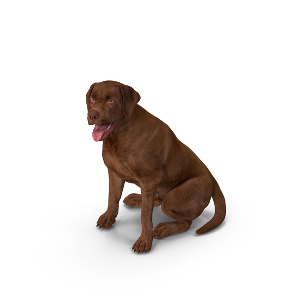 Labrador Dog Brown Sitting PNG & PSD Images Labrador Dog Brown Sitting PNG & PSD Images