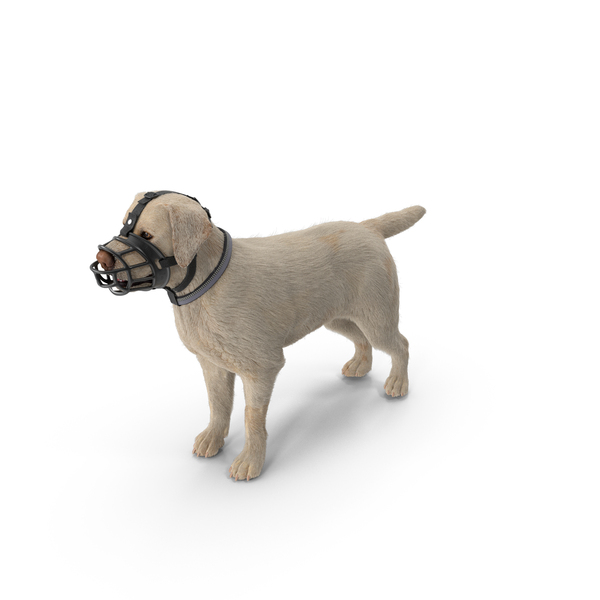 Labrador in a Muzzle Baskerville Fur PNG & PSD Images Labrador in a Muzzle Baskerville Fur PNG & PSD Images