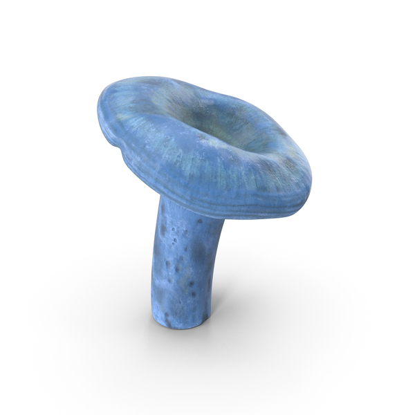 Mushroom: Lactarius Indigo PNG & PSD Images Mushroom: Lactarius Indigo PNG & PSD Images