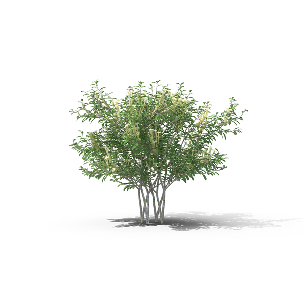 Flowering Plants: Lady of the Night PNG & PSD Images Flowering Plants: Lady of the Night PNG & PSD Images