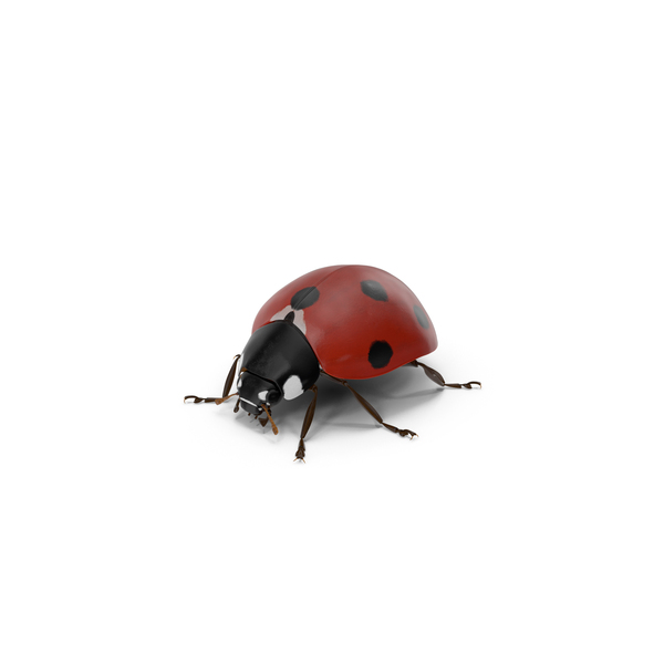 LadyBug with Fur PNG & PSD Images LadyBug with Fur PNG & PSD Images