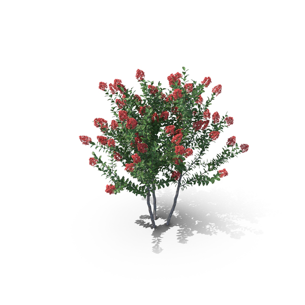 Lagerstroemia Bush PNG & PSD Images Lagerstroemia Bush PNG & PSD Images