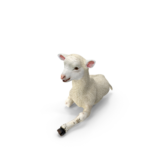 Lamb Pose PNG & PSD Images