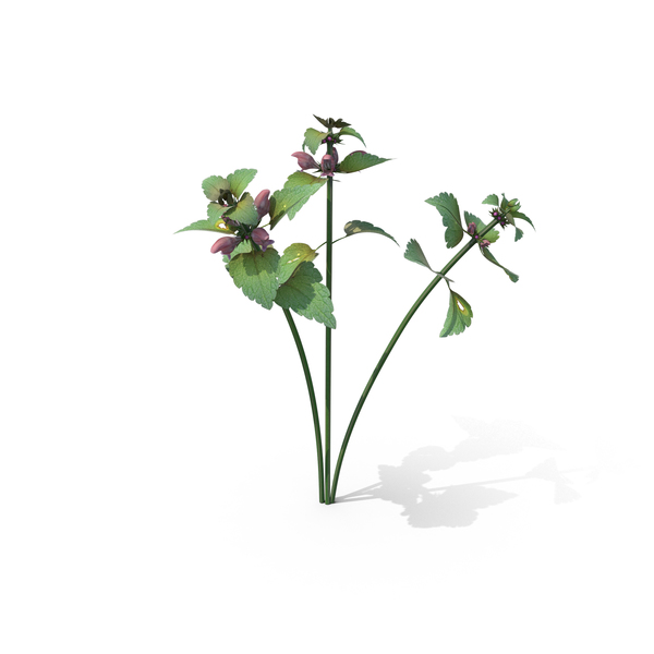 Flowering Plants: Lamium Purpureum PNG & PSD Images Flowering Plants: Lamium Purpureum PNG & PSD Images