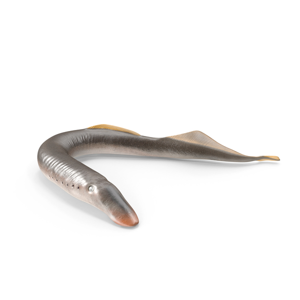 Eel: Lamprey Bent Pose PNG & PSD Images Eel: Lamprey Bent Pose PNG & PSD Images