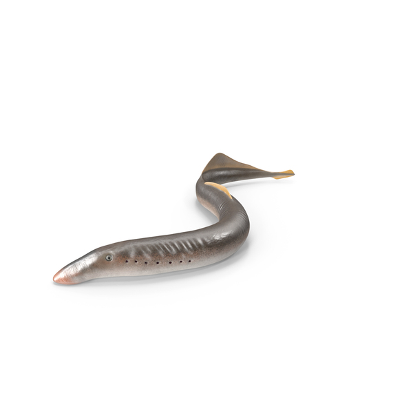 Moray Eel: Lamprey Motion Pose PNG & PSD Images Moray Eel: Lamprey Motion Pose PNG & PSD Images