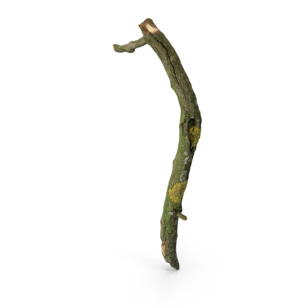 Large Branch PNG & PSD Images