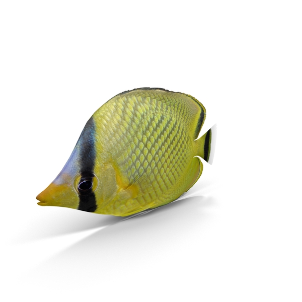 Butterfly Fish: Latticed Butterflyfish PNG & PSD Images Butterfly Fish: Latticed Butterflyfish PNG & PSD Images