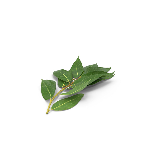 Leaf: Laurus Nobilis Stem PNG & PSD Images Leaf: Laurus Nobilis Stem PNG & PSD Images