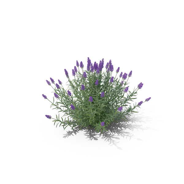 English Lavender: Lavandula PNG & PSD Images