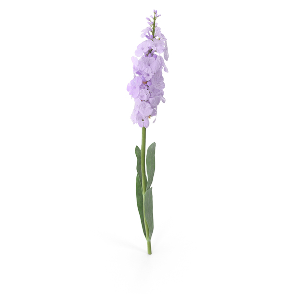 Lavender PNG & PSD Images Lavender PNG & PSD Images