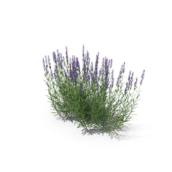 Lavender PNG & PSD Images Lavender PNG & PSD Images