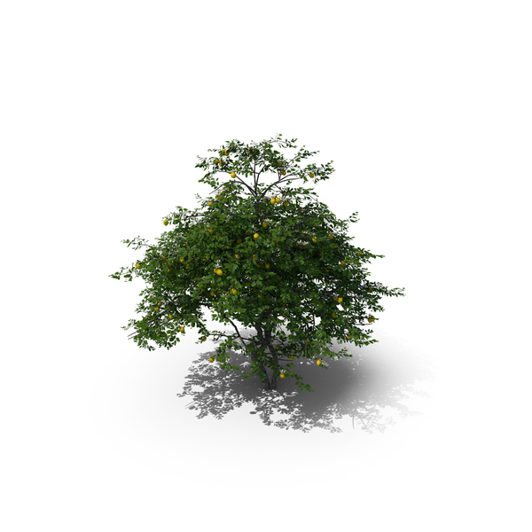 Lemon Fruit Tree PNG & PSD Images